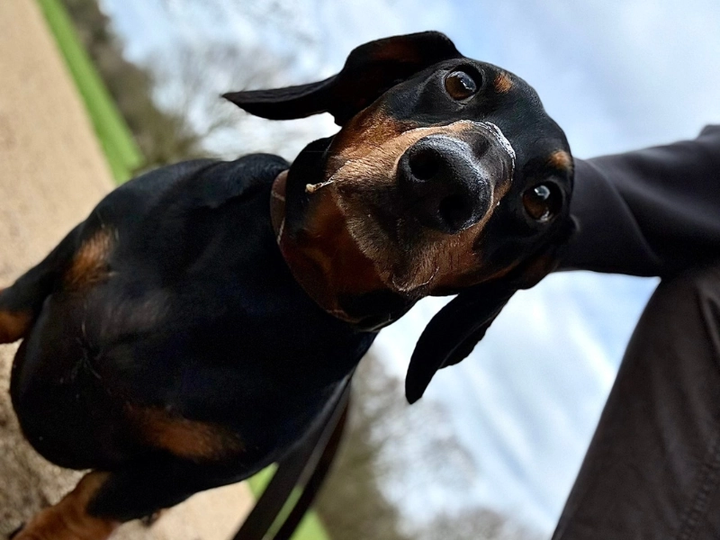 Wilson the dachshund